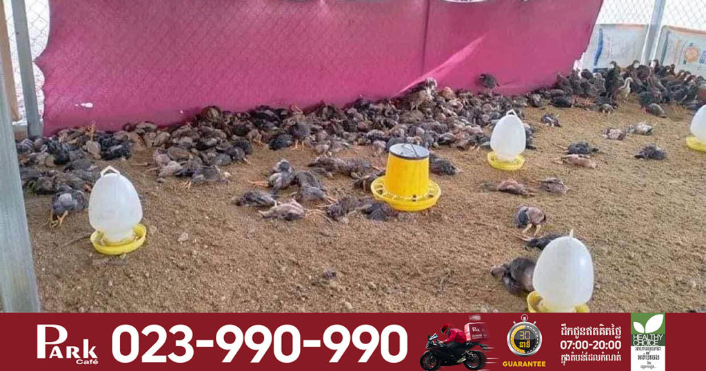 រក​ឃើញ​ជំងឺ​គ្រុន​ផ្ដាសាយ​បក្សី (H5N1) នៅ​ក្នុង​កសិដ្ឋាន​ចិញ្ចឹម​មាន់​មួយកន្លែង នៅខេត្ត​បាត់ដំបង មាន់ជាង១ពាន់ក្បាលបានងាប់ជាបន្តបន្ទាប់, ជំងឺនេះមិនប៉ះពាល់ដល់មនុស្សទេ