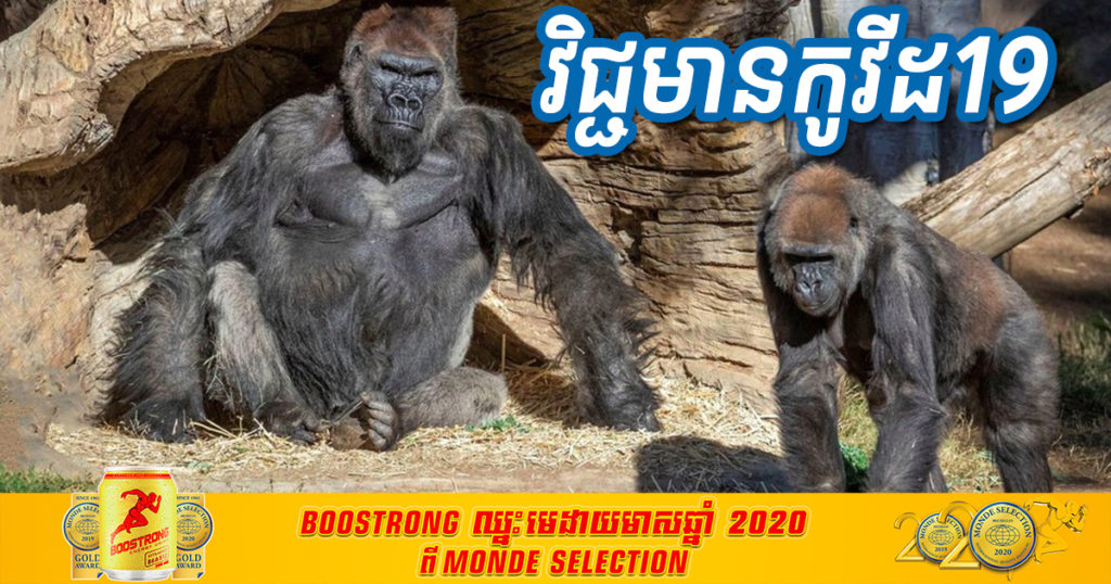 ស្វាហ្គោរីឡា ៣ក្បាល នៅសួនសត្វក្នុងរដ្ឋកាលីហ្វ័រញ៉ា តេស្ដវិជ្ជមានជំងឺកូវីដ១៩ ដោយមានរោគសញ្ញាស្រដៀងមនុស្ស ដូចជាថប់ដង្ហើម និងក្អកជាដើម ហើយសង្ស័យឆ្លងដោយរបៀបនេះ