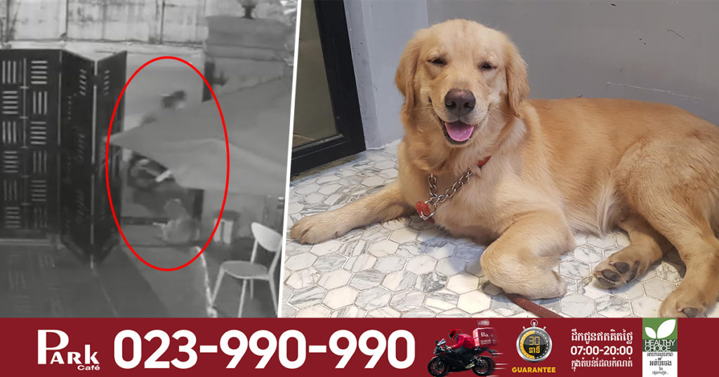 លឿនមែនទែន! សត្វឆ្កែគួរឲ្យស្រលាញ់មួយក្បាលត្រូវក្រុមទាក់ឆ្កែជិះម៉ូតូមកទាក់យកទៅបាត់តែមួយប៉ប្រិចភ្នែក (មានវីដេអូ)