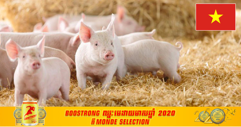 វៀតណាមនឹងមានវ៉ាក់សាំងការពារសត្វជ្រូកពីជំងឺប៉េស្តជ្រូកអាហ្វ្រិក ដែលខ្លួនជាអ្នកបង្កើតឡើងឆាប់ៗនេះ