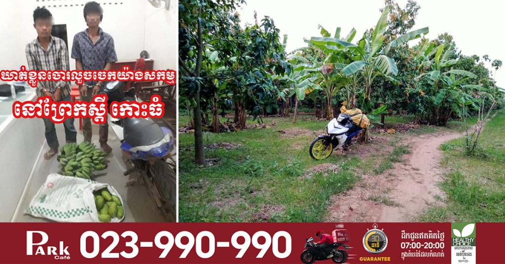 លួចធ្លាប់ដៃញឹកពេក ត្រូវម្ចាស់ចំការសហការគ្នាលបឃ្លាំមើល ស្រាប់តែឃើញជនសង្ស័យធ្វើសកម្មភាពយ៉ាងសកម្មលួចដំណាំ ក៏បានហៅគ្នីគ្នាចាប់បានជនសង្ស័យ២នាក់បានសម្រេច