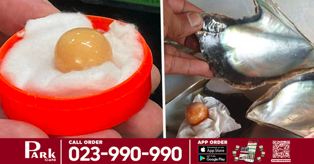 ពិតជាសំណាងមែន! ចុងភៅថៃម្នាក់រកឃើញគុជមួយពីខ្យងសមុទ្រ ហើយបានទុកវាអស់រយៈពេល ១០ឆ្នាំ លុះចុងក្រោយទើបដឹងថាវាមានតម្លៃរាប់សែនដុល្លារ