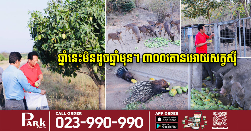 ចម្ការស្វាយ ឧកញ៉ា ម៉ុង​ ឫទ្ធី ធ្លាប់ប្រមូលផល ៣០០តោនក្នុងមួយឆ្នាំ ពេលនេះ បេះយកទៅអោយសត្វស៊ី ព្រោះស្វាយធ្លាក់ថ្លៃ រហូតគ្មានអ្នកទិញ