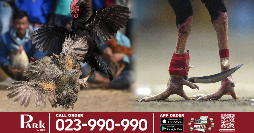 បុរសម្នាក់ត្រូវមាន់សំណព្វចិត្តខ្លួនឯងវាត់មួយខ្នាយស្លាប់ ពេលយកទៅសង្វៀនជល់មាន់