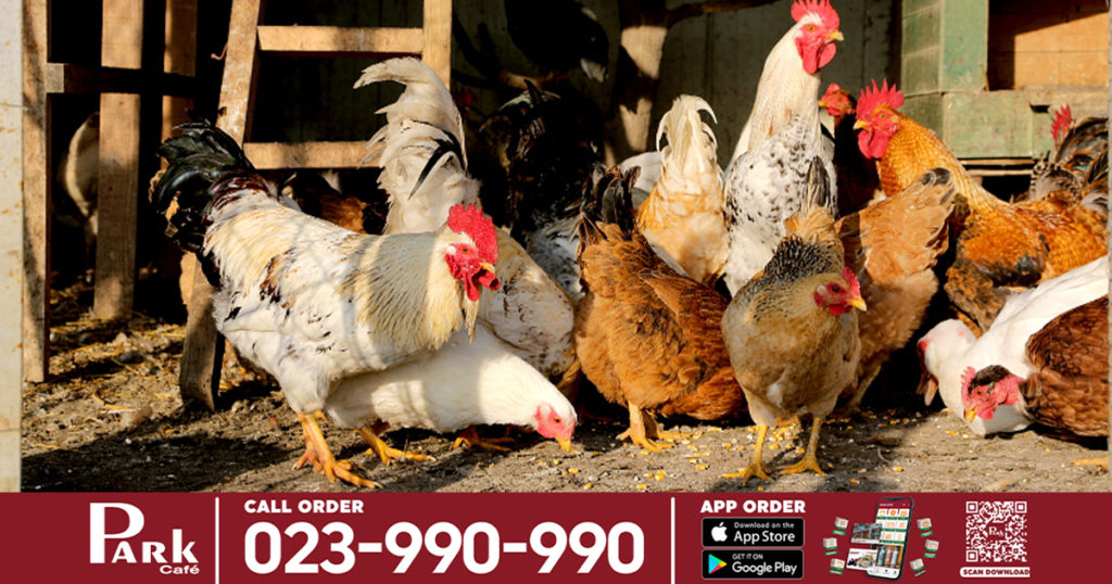 WHO ប្រាប់ឱ្យវៀតណាមបង្កើនការប្រុងប្រយ័ត្ន បន្ទាប់ពីមានករណីជំងឺផ្ដាសាយបក្សី H5N8 ឆ្លងពីសត្វមកមនុស្សជាលើកដំបូង