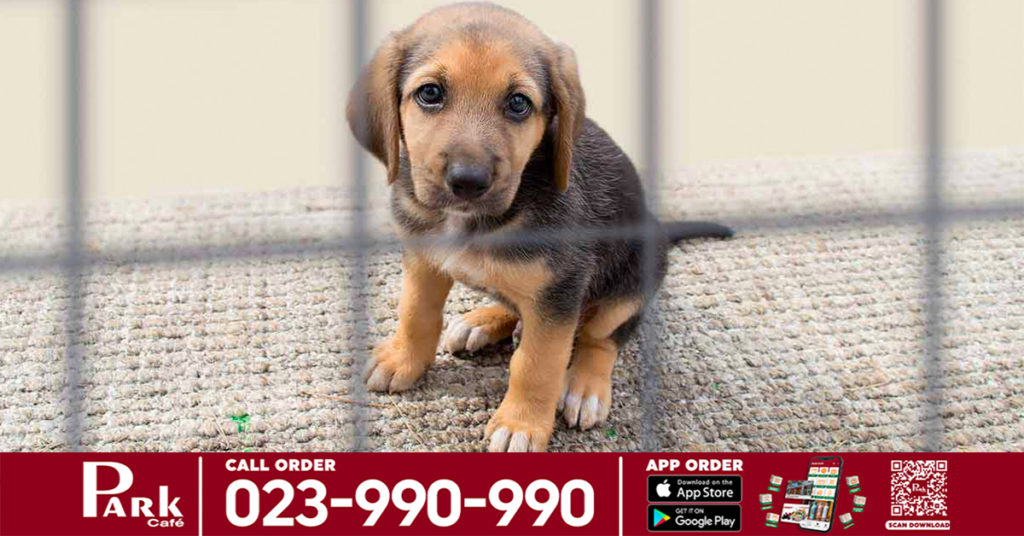 មិនអាចវាយដំផ្ដេសផ្ដាសបានទេ! វៀតណាមនឹងធ្វើការផាកពិន័យរាល់ជនណាម្នាក់ ដែលដាក់ទណ្ឌកម្មលើសត្វចិញ្ចឹមរបស់ពួកគេ