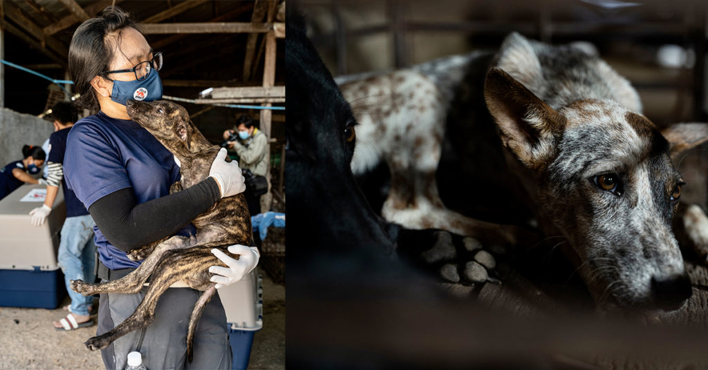 ការស្រាវជ្រាវរបស់អង្គការ FOUR PAWS បង្ហាញថា ការទិញ-លក់សាច់សត្វទាំងនេះ មិនត្រឹមតែអាក្រក់បំផុតទេ ថែមទាំងបង្កជាហានិភ័យចំពោះសុខភាពសាធារណៈ