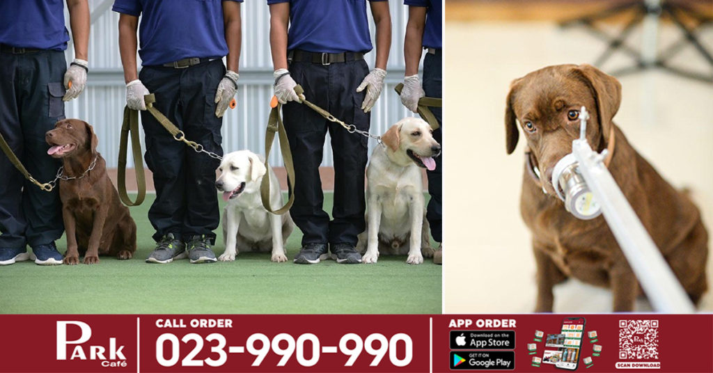 ប្រទេសថៃបានបង្រៀនសត្វឆ្កែឱ្យចេះហឺតក្លិនដឹងជំងឺកូវីដ១៩ ពីអ្នកជំងឺដែលមិនចេញរោគសញ្ញា ដើម្បីដាក់ពង្រាយនៅតាមព្រលានយន្តហោះធំៗ