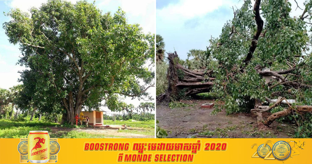 រដ្ឋបាលខេត្តត្បូងឃ្មុំ ធ្វើការបកស្រាយករណីបាក់រលំដើមពោធិជើងខោល ប្រវត្តិស្នេហ៍ ទុំ និងទាវ កាលពីម្សិលមិញ