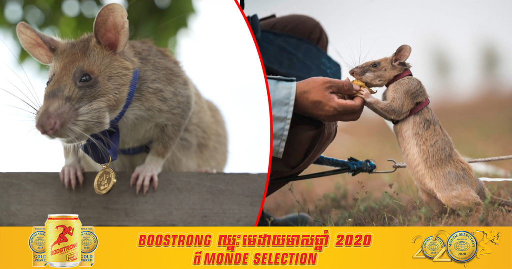 កណ្តុរហិតមីនកម្ពុជាឈ្មោះ ម៉ាហ្គារ៉ា ដែលធ្លាប់ទទួលបានមេដាយមាសពីអង់គ្លេស ឥលូវនេះចូលនិវត្តន៍ហើយ ក្រោយបំពេញបេសកម្មអស់រយៈពេល៥ឆ្នាំ