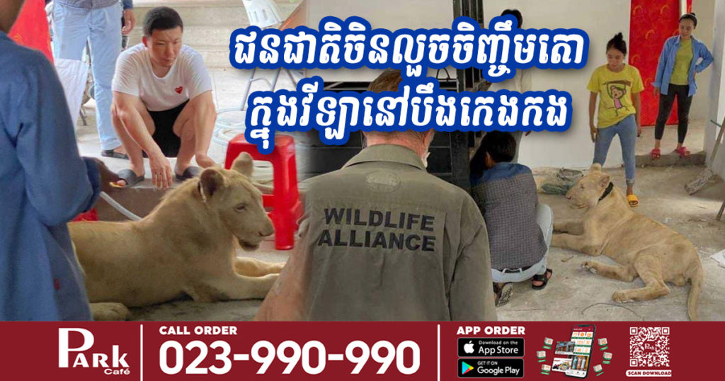 សត្វតោឈ្មោលទម្ងន់ជាង ៧០គីឡូក្រាមត្រូវបានដកហូតពីម្ចាស់ជនជាតិចិន ដែលកំពុងលួចចិញ្ចឹមក្នុងផ្ទះដោយខុសច្បាប់ នៅរាជធានីភ្នំពេញ