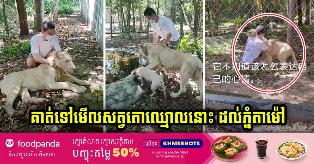 រូបភាពដំបូង ដែលជនជាតិចិន ម្ចាស់សត្វតោ ធ្វើដំណើរទៅដល់ភ្នំតាម៉ៅ ដើម្បីទៅមើលសុខទុក្ខសត្វតោរបស់ខ្លួន ធ្វើអោយមហាជនកាន់តែស្រណោះ