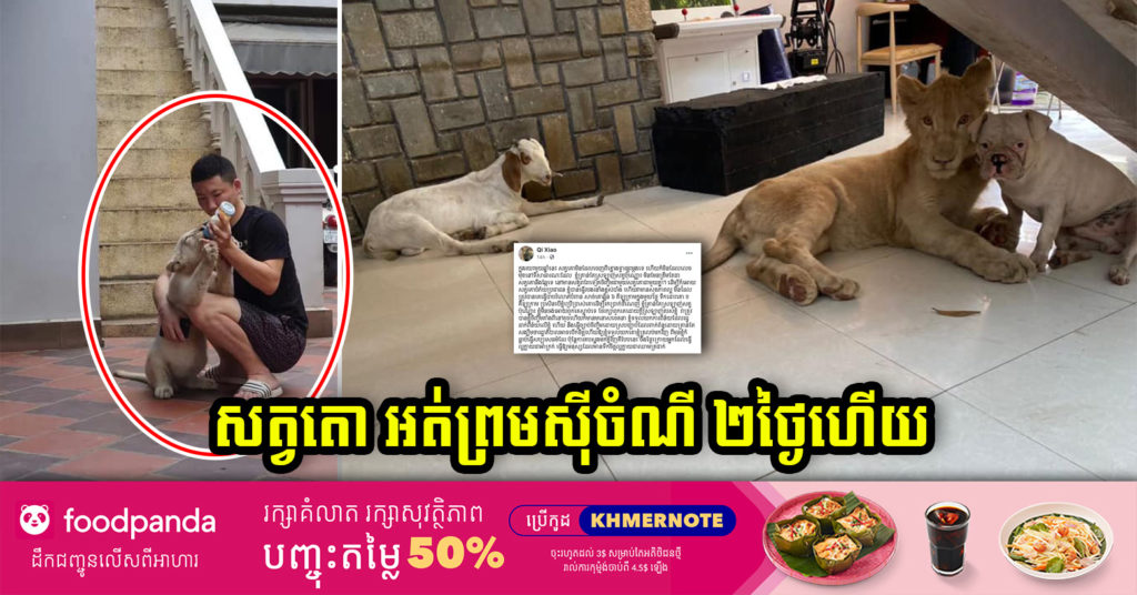 ម្ចាស់តោ សុំអោយរដ្ឋាភិបាលបើកចិត្តអោយគាត់ទទួលយកសត្វតោនោះមកវិញ ស្របពេលលឺថាតោឈ្មោលនោះ មិនព្រមស៊ីចំណីអស់២ថ្ងៃហើយ