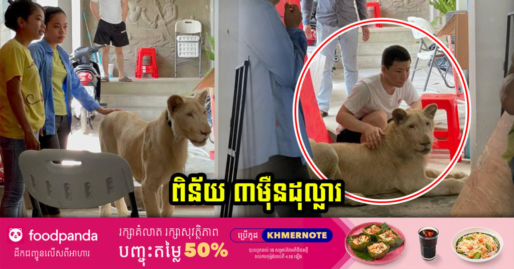 ជនជាតិចិន ដែលចិញ្ចឹមសត្វតោ ក្នុងផ្ទះ ត្រូវរងពិន័យ ៣ម៉ឺនដុល្លារ និងធ្វើកិច្ចសន្យាបញ្ឈប់ការចិញ្ចឹមសត្វព្រៃ