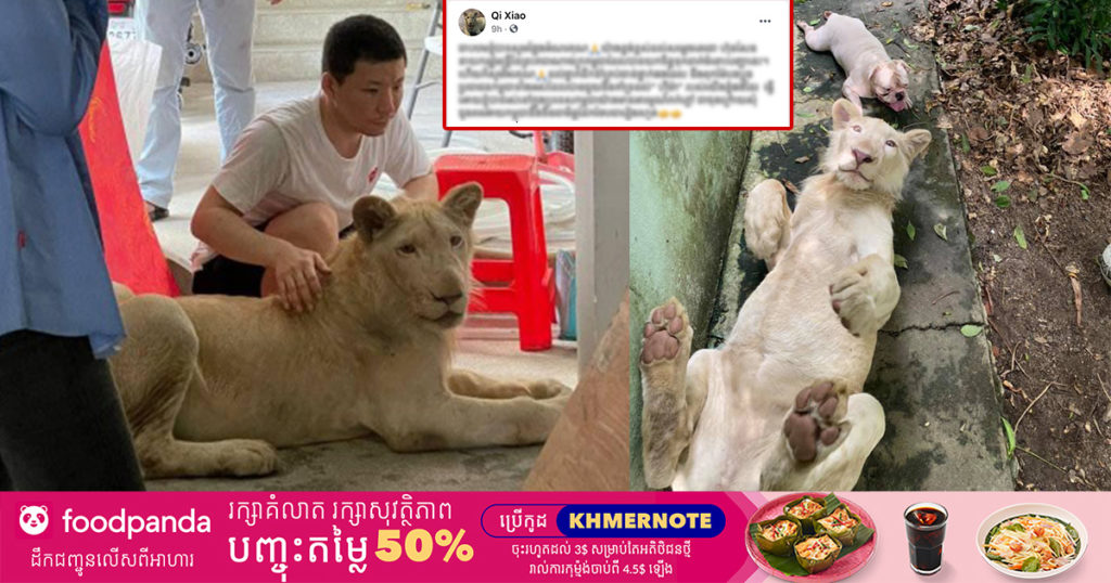 ក្រោយត្រូវសម្តេចតេជោ អនុញ្ញាតប្រគល់តោឲ្យមកចិញ្ចើមវិញ ហើយមិនផាកពិន័យទៀតនោះ ម្ចាស់តោបានពោលពាក្យចេញពីចិត្តបែបនេះ