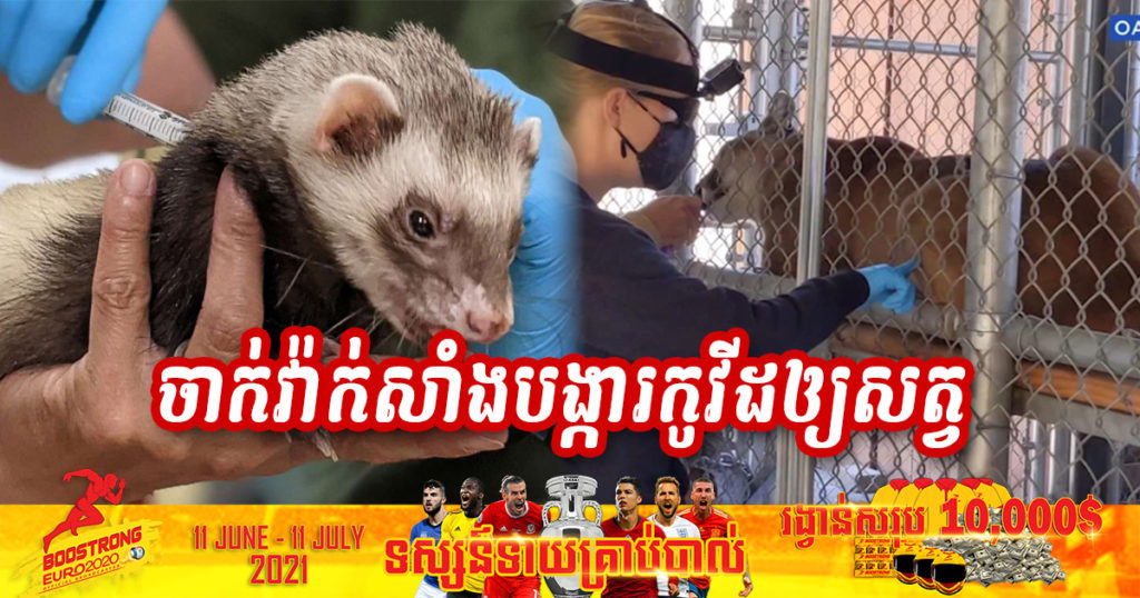 សួនសត្វមួយកន្លែងនៅអាមេរិកចាប់ផ្តើមចាក់វ៉ាក់សាំងកូវីដ ១៩ ឲ្យសត្វ ហើយនឹងចាក់២ដូសដូចមនុស្សដែរ