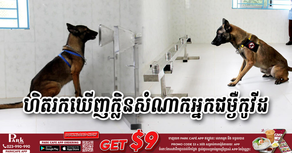 អបអរសាទរ! សុនខក្រុមទី១ ចំនួន៣ក្បាលបានហិតរកឃេីញក្លិនសំណាកអ្នកជម្ងឺកូវីដ១៩​ ប្រកបដោយជោគជ័យ ដោយអាចហិតរកឃេីញក្លិនសំណាកក្នុងរយ:​ពេលប្រមាណតែ១០-១៥វិនាទី