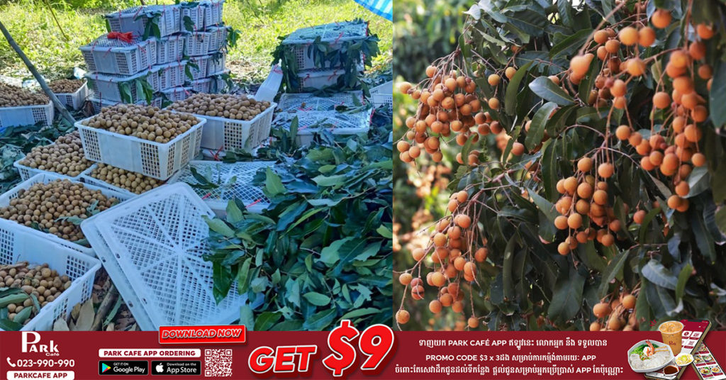 សម្តេចតេជោ និងសម្តេចកិត្តិព្រឹទ្ធបណ្ឌិត ណែនាំឱ្យបងប្អូនប្រជាពលរដ្ឋដែលមានបញ្ហាប្រឈមនឹងការនាំមៀនប៉ៃលិន ចេញទៅក្រៅប្រទេស ទាក់ទងទៅខុទ្ទកាល័យរបស់សម្តេច