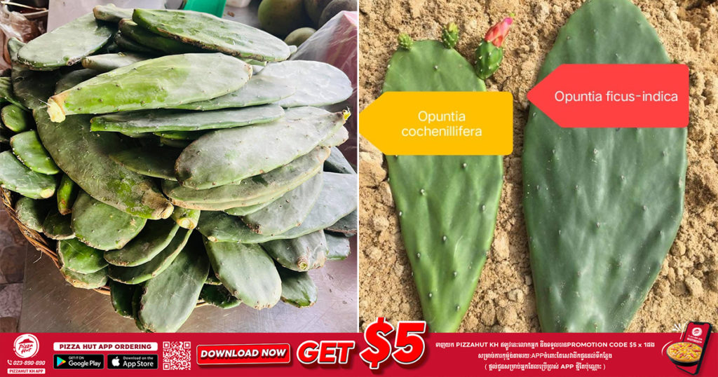 កុំចេះតែញ៉ាំតាមគេ! មុនសម្រេចចិត្តញ៉ាំប្រទាលបាតដៃមកដឹងចំណុចទាំងនេះសិន ដើម្បីដឹងថា មួយណាញ៉ាំកើត មួយណាញ៉ាំមិនកើត