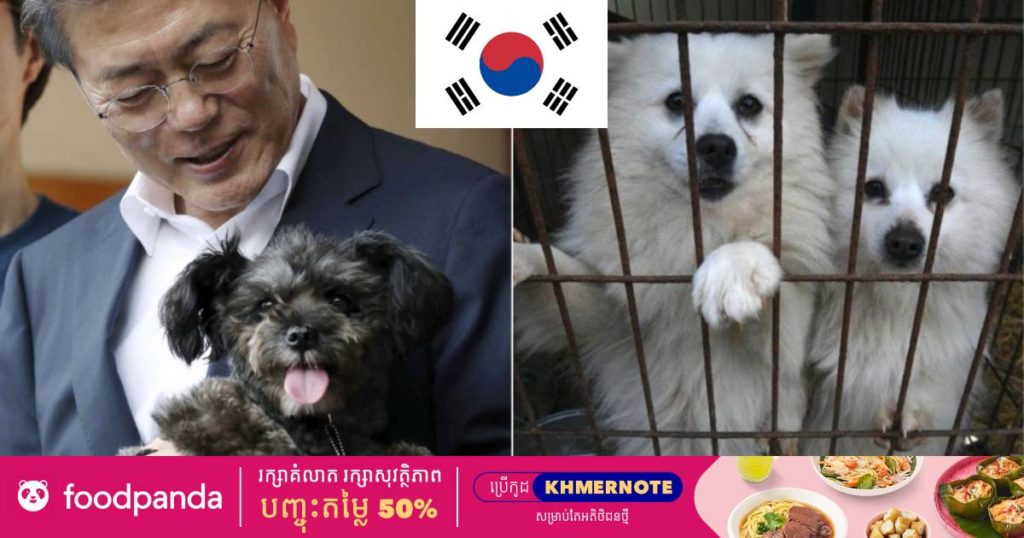 កូរ៉េខាងត្បូងកំពុងពិចារណាលើការហាមឃាត់ការធ្វើអាជីវកម្មនិងបរិភោគសាច់ឆ្កែនៅទូទាំងប្រទេស