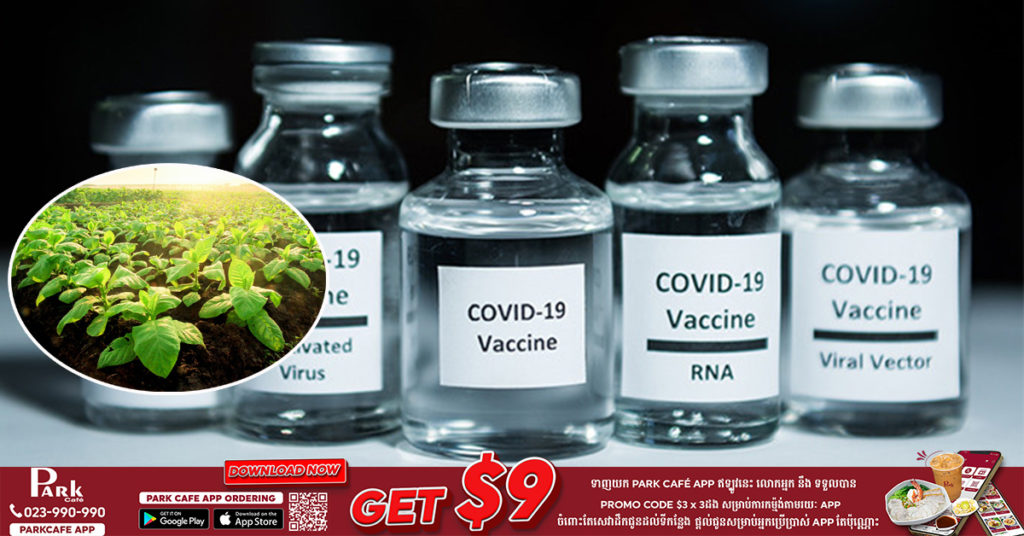 ប្រទេសថៃកំពុងចាប់ផ្ដើមសាកល្បងវ៉ាក់សាំង Baiya ដែលជាវ៉ាក់សាំងបង្ការជំងឺកូវីដ១៩ ផលិតឡើងពីថ្នាំជក់ដំបូងបំផុតរបស់ខ្លួន