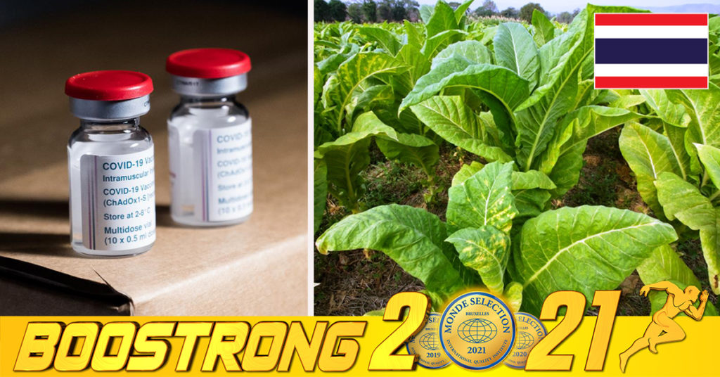 ប្រទេសថៃគ្រោងសាកល្បងដំណាក់កាលទី១ លើវ៉ាក់សាំងបង្ការជំងឺកូវីដ១៩ ដែលផលិតឡើងពីថ្នាំជក់នៅក្នុងខែនេះ