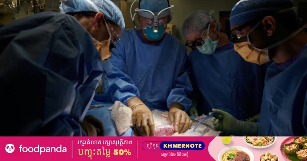 ក្រុមគ្រូពេទ្យអាមេរិកទទួលបានជោកជ័យក្នុងការសាកល្បងតភ្ជាប់ក្រលានសត្វជ្រូកជាមួយនិងសេរីរាង្គមនុស្ស