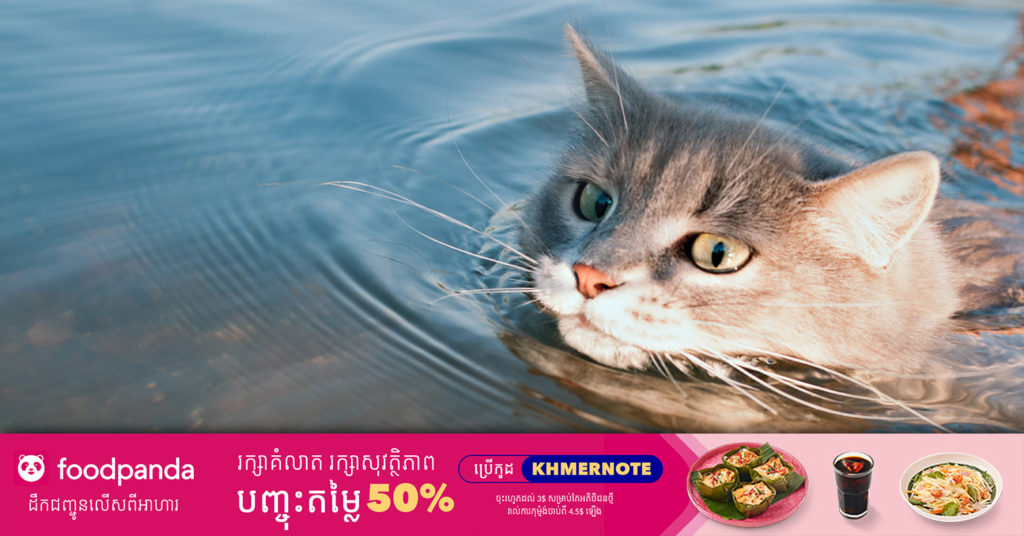 បុរសម្នាក់ត្រូវប៉ូលិសជប៉ុនចាប់ខ្លួនបន្ទាប់ពីគាត់បង្ហោះវីដេអូបង្ខំឲ្យសត្វឆ្មាហែលទឹកនៅលើបណ្តាញសង្គម