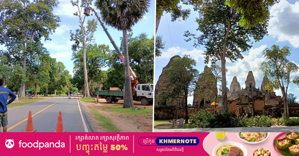 អាជ្ញាធរជាតិអប្សរាកាត់ក្រី ដកហូតដើមឈើ ដែលមានហានិភ័យខ្ពស់ បាំងទេសភាពនៅបរិវេណប្រាសាទប្រែរូប