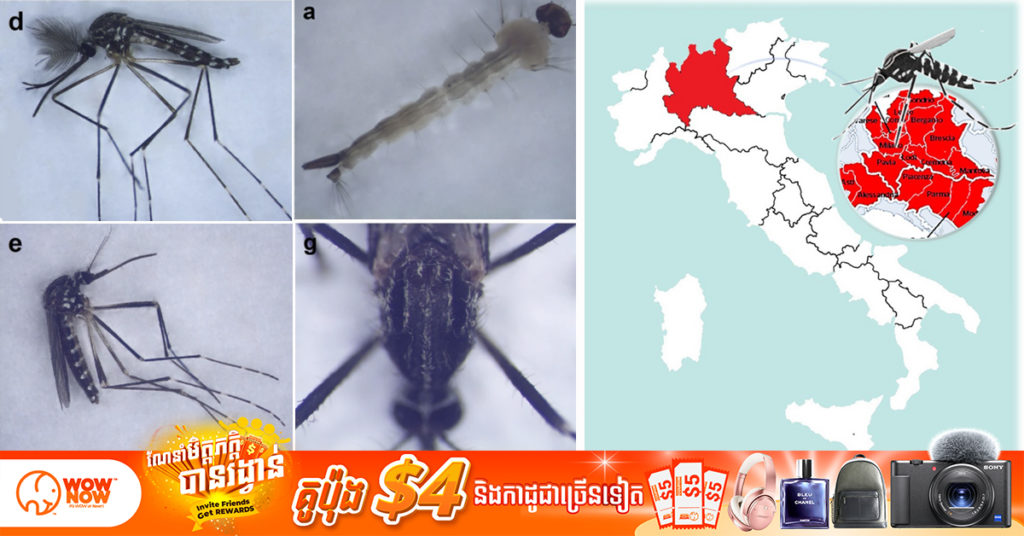 ការសិក្សាបានបង្ហាញថា មូសខ្លាមកពីអាស៊ីបូព៌ា Aedes koreicus កំពុងវាយលុកប្រទេសអ៊ីតាលី ហើយអាចជាភ្នាក់ងារចម្លងមេរោគថ្មីៗ