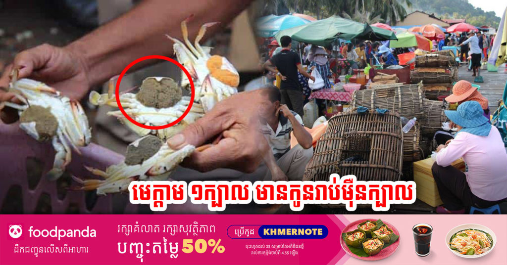 ក្រសួងអំពាវនាវអោយលែង មេក្តាមសេះពងក្រៅស្នូក ចូលសមុទ្រវិញ ព្រោះវាអាចបង្កើតកូនក្តាមរាប់ម៉ឺនក្បាលបន្តទៀត