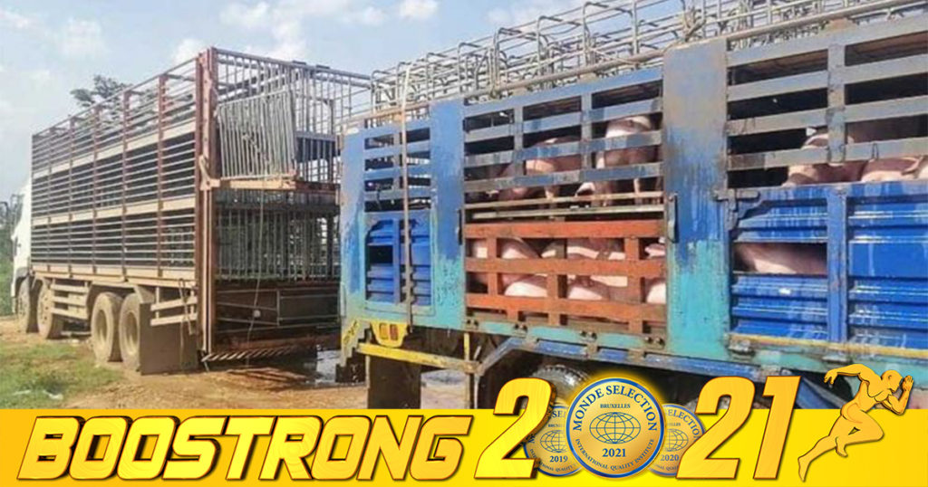 ជំងឺប៉េស្តជ្រូកកំពុងរាតត្បាតយ៉ាងខ្លាំងនៅក្នុងប្រទេសវៀតណាម