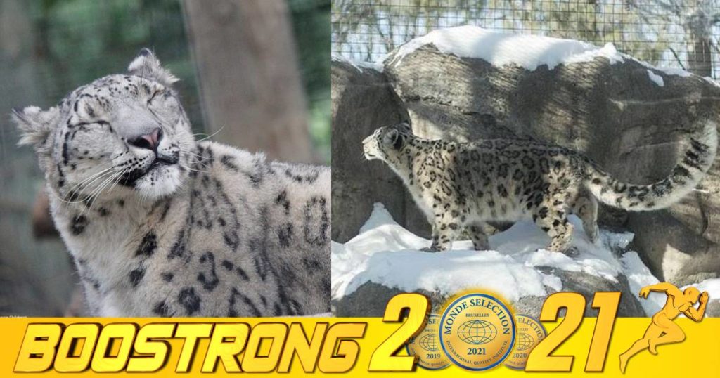 ខ្លាព្រិលទឹកកកចំនួន ៣ក្បាលនៅសួនសត្វអាមេរិកបានបាត់បង់ជីវិតក្រោយឆ្លងជំងឺកូវីដ ១៩ពីក្រុមអ្នកទស្សនា