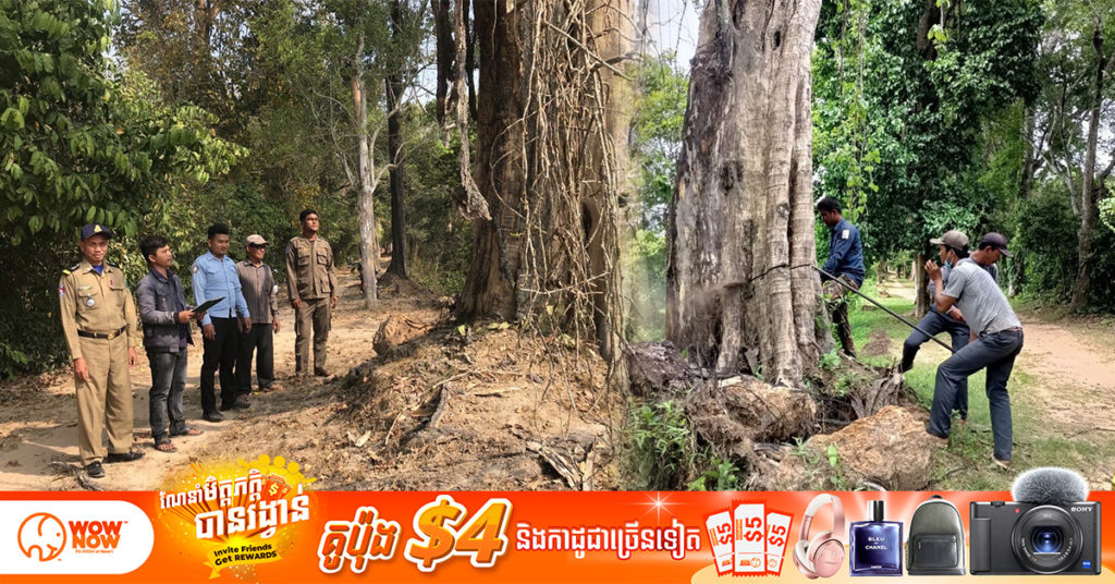 ក្រុមជំនាញនៃនាយកដ្ឋានគ្រប់គ្រងព្រៃឈើ ធ្វើសកម្មភាពកាត់ក្រី និងដកហូតដើមឈើមានហានិភ័យខ្ពស់លើកំពែងខាងត្បូងខ្លោងទ្វារខ្មោច