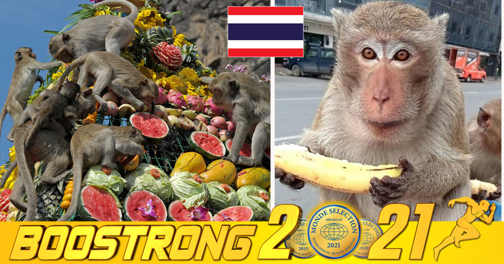 ប្រទេសថៃគ្រោងនឹងរៀបចំអាហារប៊ូហ្វេដ៏ធំមួយ សម្រាប់សត្វស្វារាប់ពាន់ក្បាលនៅខេត្ត Lop Buri នៅចុងខែវិច្ឆិកាខាងមុខ