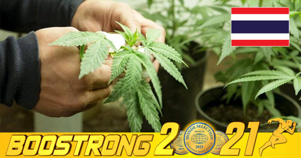 ប្រទេសថៃនឹងអនុញ្ញាតឱ្យមានការប្រើប្រាស់កញ្ឆាដោយស្របច្បាប់ ចាប់ពីខែធ្នូតទៅនេះ