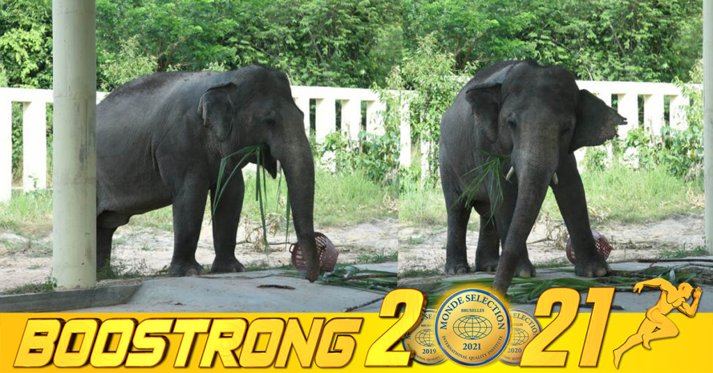 ខាវ៉ាន់ដំរីដ៏ឯកោលើលោក លែងឯកោទៀតហើយ និងមានសុខភាពល្អ រឹងមាំនៅក្នុងដែនជម្រកសត្វព្រៃគូលែនព្រហ្មទេព