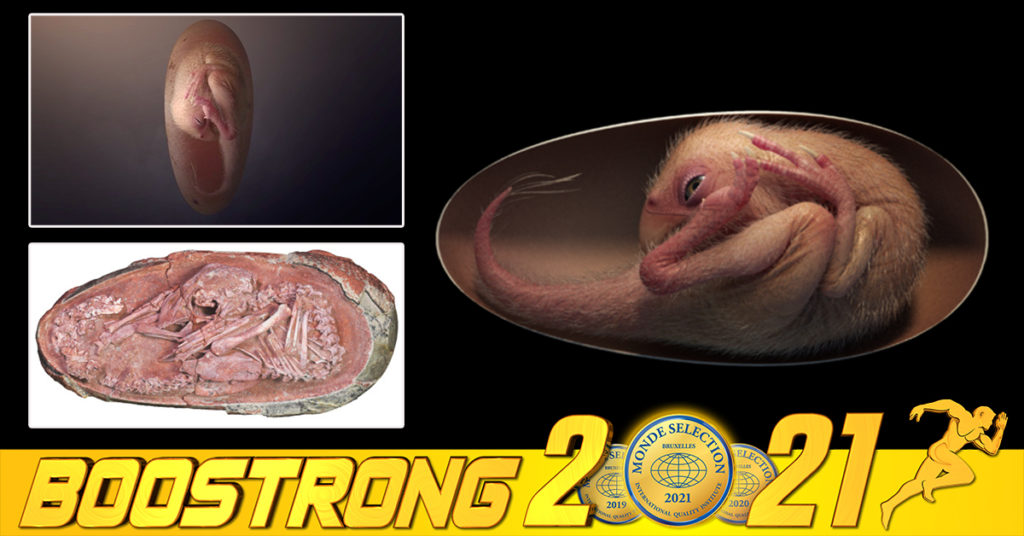 អ្នកវិទ្យាសាស្ត្ររកឃើញអំប្រ៊ីយ៉ុងដាយណូស័រ ដែលមានអាយុកាល ៧០លានឆ្នាំ និងនៅរក្សាទ្រង់ទ្រាយបានយ៉ាងល្អ នៅក្នុងទីក្រុង Ganzhou របស់ប្រទេសចិន