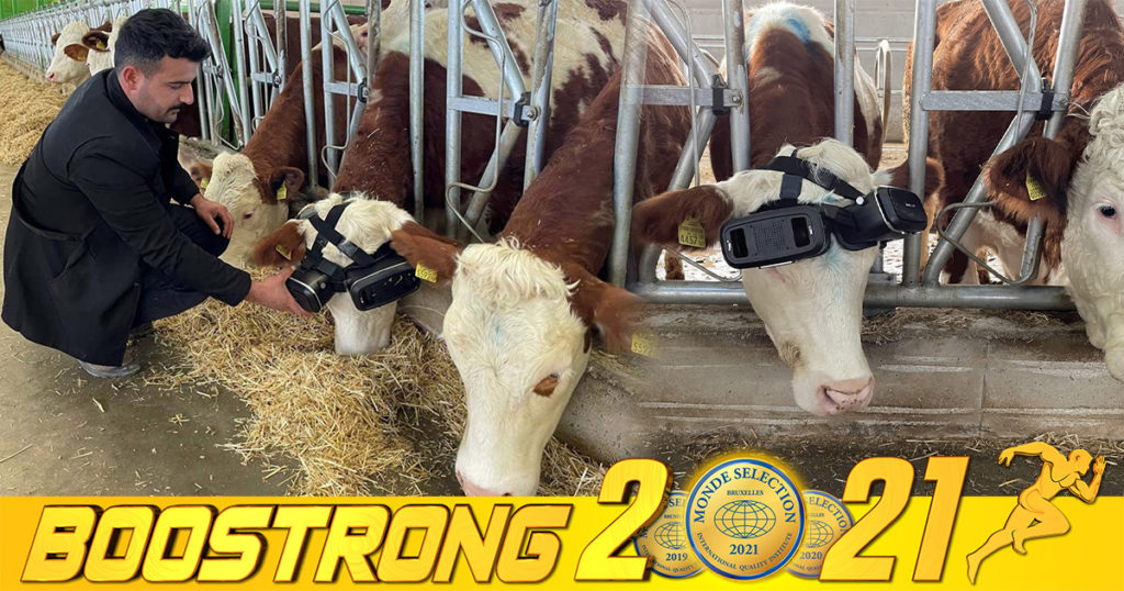 កសិដ្ឋានមួយនៅតួគី ឲ្យគោពាក់វ៉ែនតា VR ដើម្បីឲ្យគោបាត់ធុញថប់ សប្បាយចិត្ត អាចផលិតទឹកដោះបានច្រើនជាងធម្មតា