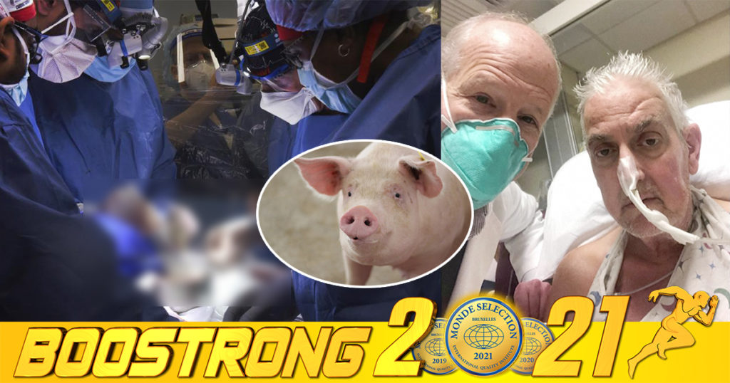 បុរសម្នាក់ដែលបានវះកាត់ដាក់បេះដូងជ្រូក ពេលនេះបានជាសះស្បើយបណ្តើរៗហើយ ដោយមិនត្រូវការម៉ាស៊ីនជំនួយទៀតទេ