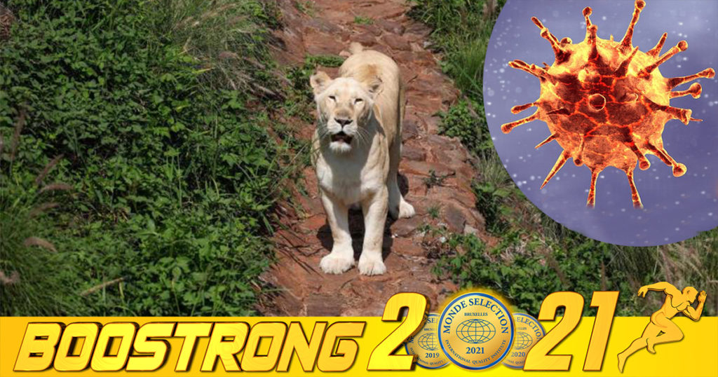 រកឃើញសត្វតោនៅអាហ្រ្វិកខាងត្បូង ឆ្លងកូវីដ ពីអ្នកគ្រប់គ្រងសួនសត្វ ហើយអ្នកស្រាវជ្រាវនិយាយថា ជំងឺនេះអាចប្រែប្រួលក្នុងខ្លួនសត្វ ហើយចម្លងមកមនុស្សវិញ