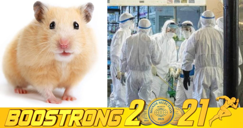 អាជ្ញាធរហុងកុងប្រមូលសត្វកណ្តុរចិញ្ចឹមរាប់ពាន់ក្បាលបោះចោល ក្រោយផ្ទុះករណីកូវីដនៅតាមហាងលក់សត្វចិញ្ចឹម