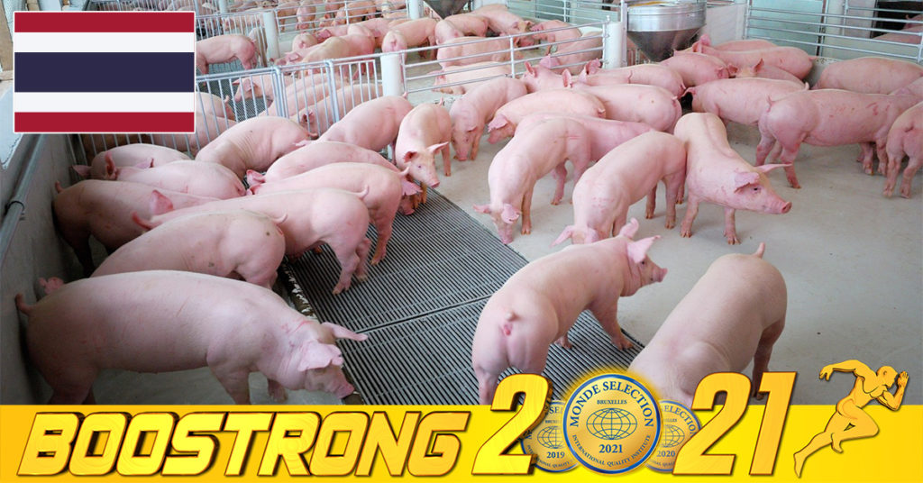 រដ្ឋាភិបាលថៃបានអះអាងថា ខ្លួនមិនបានលាក់បាំងពីការផ្ទុះឡើងនៃជំងឺប៉េស្តជ្រូកអាហ្រ្វិក ដែលធ្វើឱ្យមានការធ្លាក់ចុះការផ្គត់ផ្គង់ និងកើនឡើងតម្លៃសាច់ជ្រូកនោះឡើយ