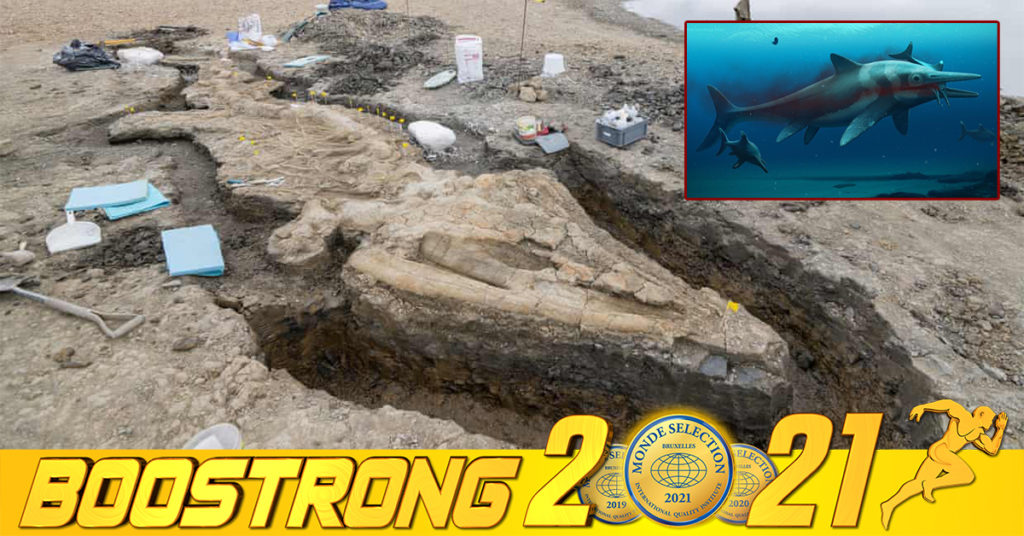 ហ្វូស៊ីលត្រី Ichthyosaur អាយុកាល ១៩០ លានឆ្នាំ ដ៏ធំសម្បើមមួយ ត្រូវបានរកឃើញនៅចក្រភពអង់គ្លេស