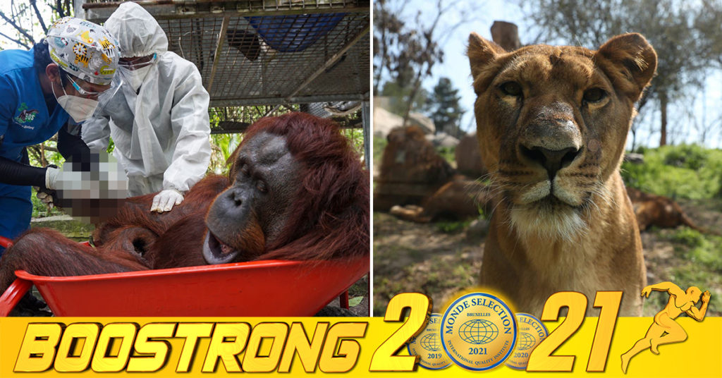 ប្រទេសឈីលីចាប់ផ្ដើមធ្វើការតេស្ដសាកល្បងវ៉ាក់សាំងបង្ការ លើសត្វដែលងាយរងគ្រោះ និងជិតផុតពូជ ដើម្បីទប់ស្កាត់ការឆ្លងរាលដាលពីជំងឺកូវីដ១៩