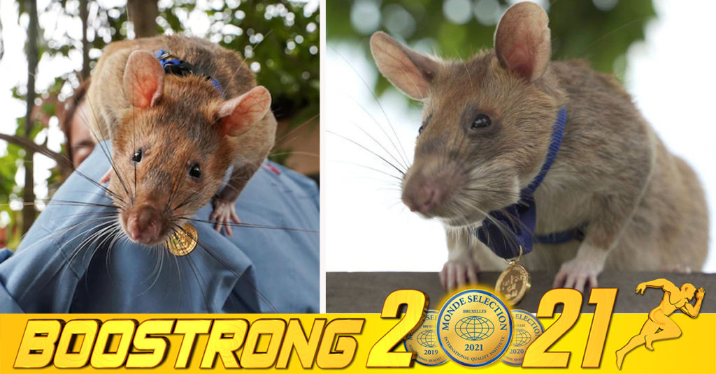 សោកស្តាយណាស់! កណ្ដុរហិតមីនរបស់កម្ពុជា ម៉ាហ្កាវ៉ា ដែលធ្លាប់ទទួលមេដាយមាសពីអង់គ្លេស ពេលនេះបានលាចាកលោកហើយនៅក្នុងអាយុ ៨ ឆ្នាំ