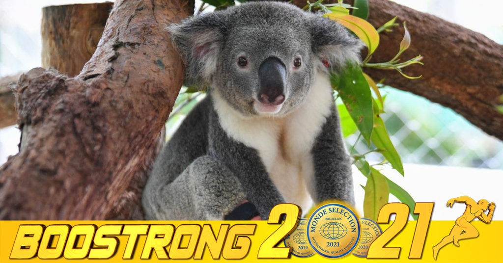 អូស្ត្រាលី​បាន​ចុះ​បញ្ជី​សត្វ​ខ្លាឃ្មុំ Koala ជា​ប្រភេទ​សត្វជិត​ផុត​ពូជ ក្រោយមានការថយចុះចំនួនយ៉ាងគួរឱ្យព្រួយបារម្ភ