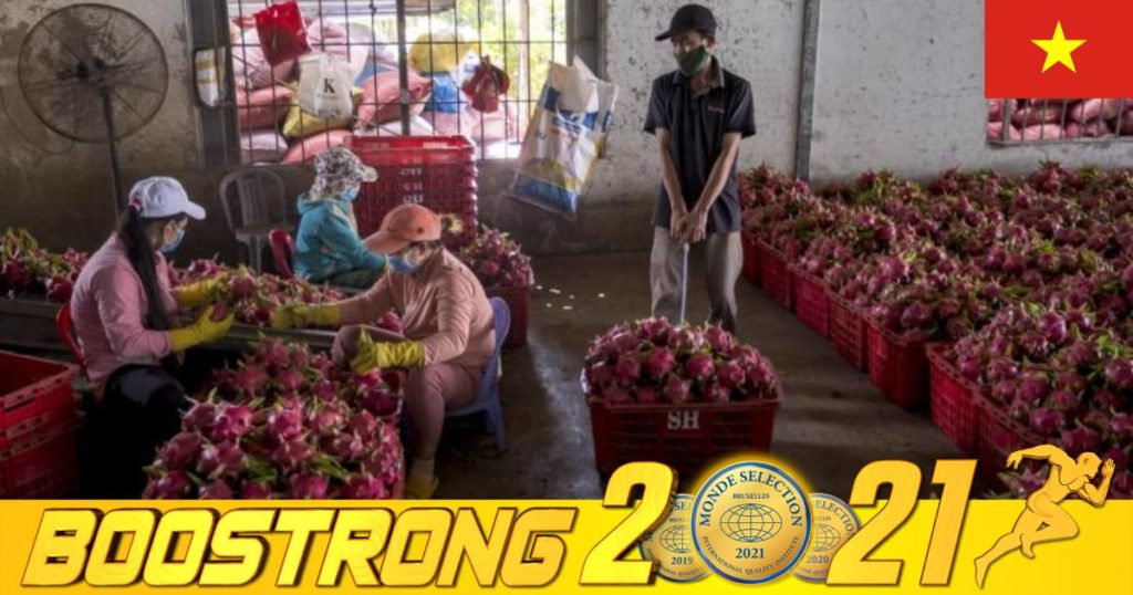 កសិករវៀតណាមសម្រេចបោះចោលស្រកានាគរាប់លានផ្លែ ក្រោយចិនផ្អាកនាំចូលផ្លែឈើប្រភេទនេះ