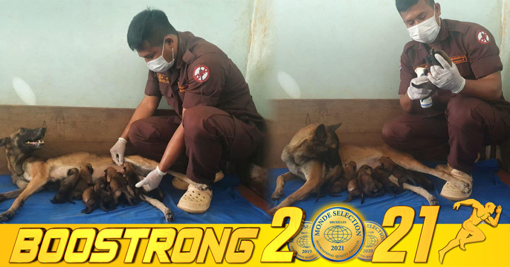 ស៊ីម៉ាក់ទទួលបានកូនសុនខហិតមីន ទើបកើត៣៤ក្បាល អាចហ្វឹកហ្វឺនឱ្យក្លាយជាអ្នកចម្បាំងដោះមីន