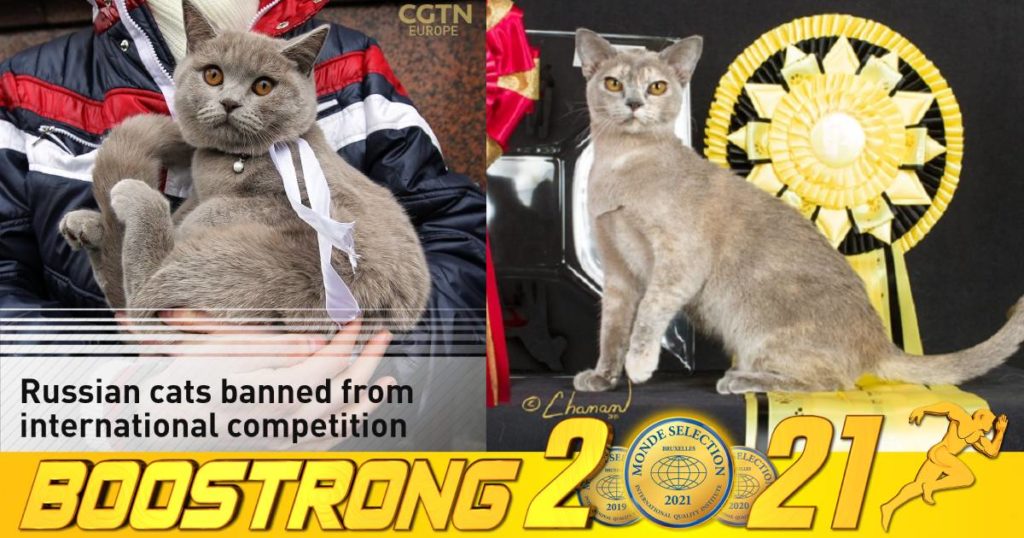 សត្វឆ្មាមកពីប្រទេសរុស្ស៊ីត្រូវបានហាមឃាត់មិនឲ្យចូលរួមក្នុងការប្រកួតជាលក្ខណៈអន្តរជាតិ